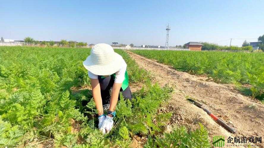 挤牛奶拔萝卜怎么拔：实用技巧与方法分享