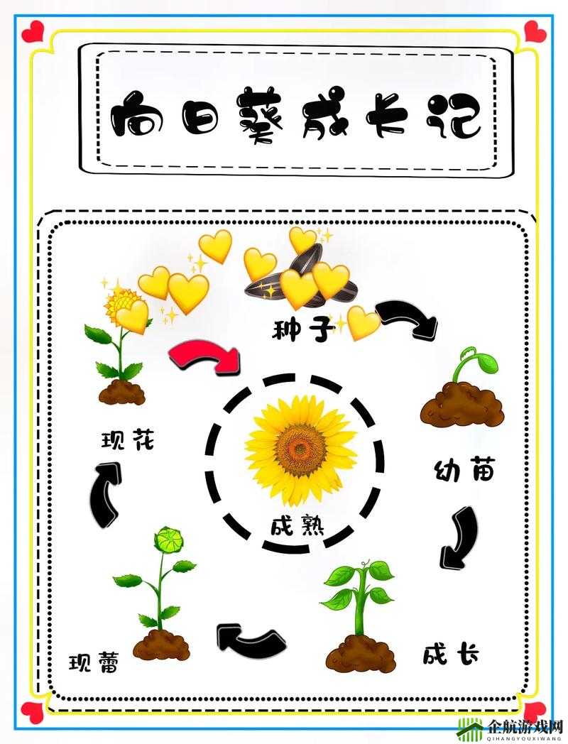 悠长假期中如何种植向日葵？种植方法介绍