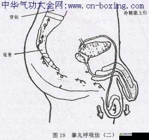 双修中的交而不泄修炼方法及相关要点